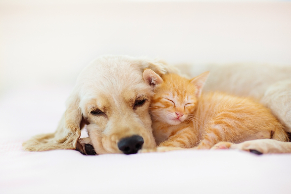 I cani e i gatti sanno sognare?